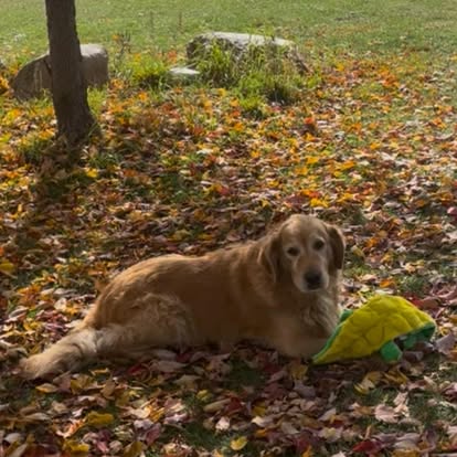 The farm dog resting in fall leaves